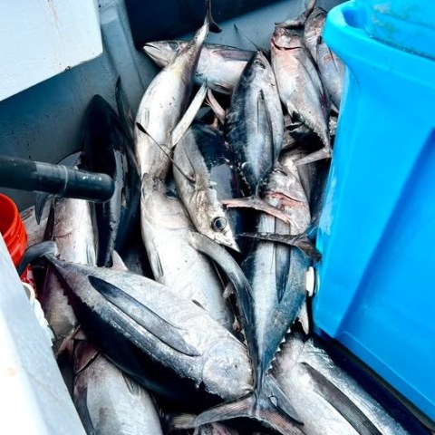 Pile of freshly caught fish in a boat with a blue container.