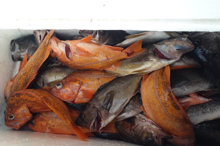 Assorted fish with orange and brown scales in a cooler.
