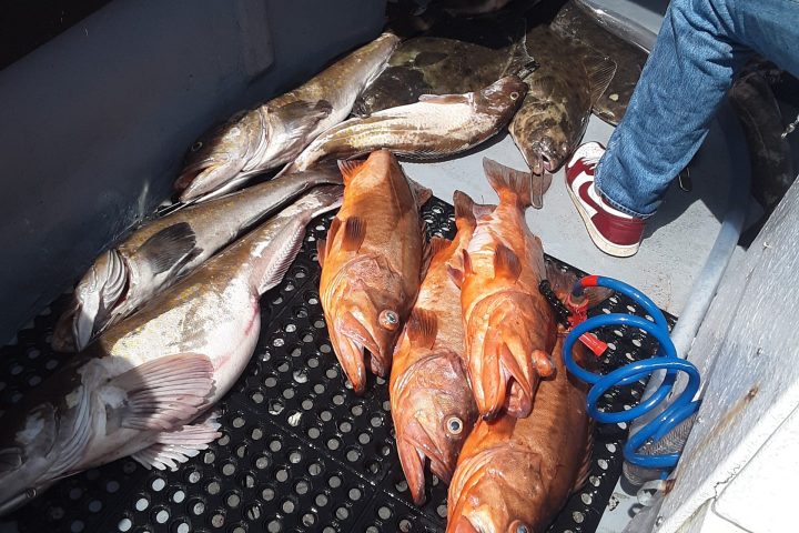 Fish and a person's leg on a boat deck.