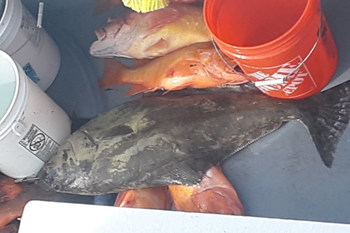 Fish and gear in boat with orange bucket and yellow brush nearby.