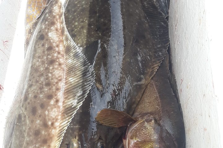 Several freshly caught fish on ice in a container.
