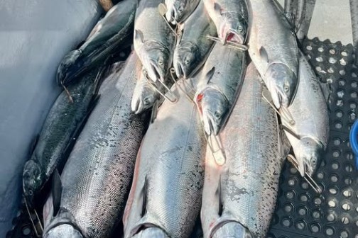 Several large fish lying on a rubber mat, freshly caught.