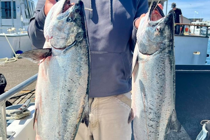 Man in sunglasses holding two large fish on a boat with blue sky.